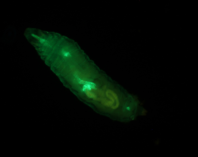 Drosophila_larva_GFP_actin-1 (1).jpg