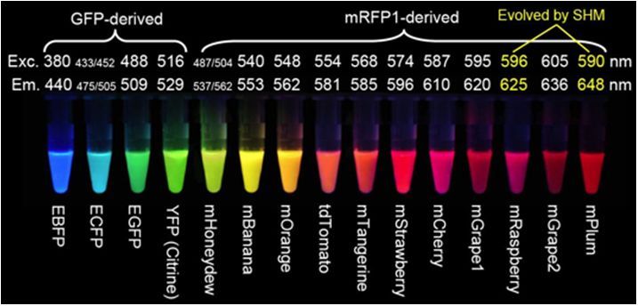 熒光蛋白種類和熒光蛋白標記技術