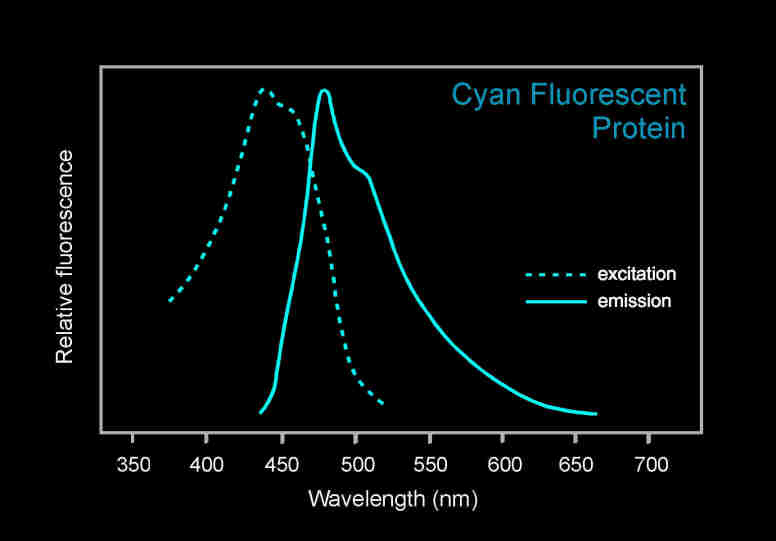 青色熒光蛋白的激發和發射光譜圖