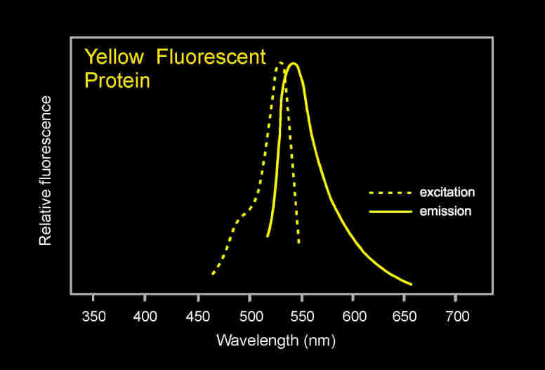 Venus黃色熒光蛋白的激發光波長