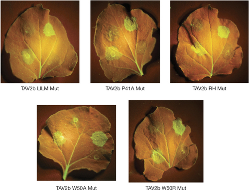 利用種子吸收法在番茄中表達 GFP