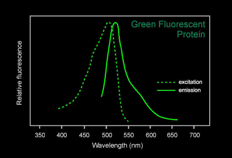 GFP熒光蛋白的激發(fā)光譜