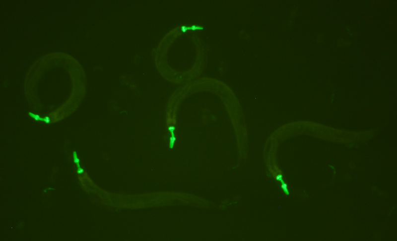秀麗線蟲在GFP激發(fā)光源照射下發(fā)出的GFP熒光