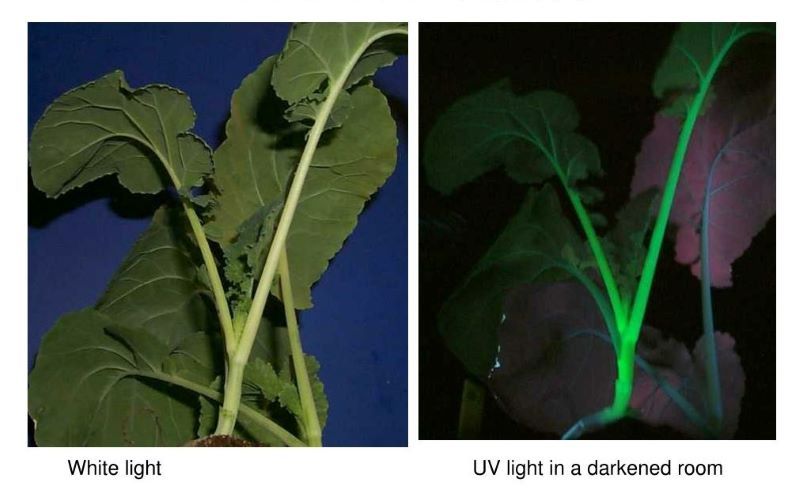 帶有GFP標簽的油菜在白光和紫外線燈下的區別