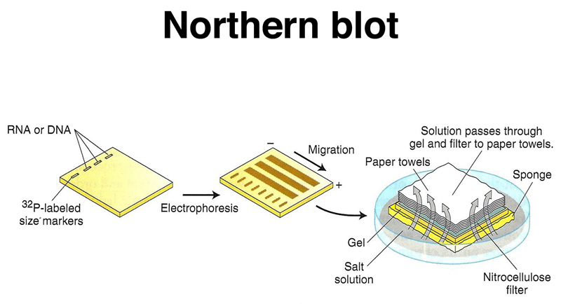 Northern_blot1.jpg