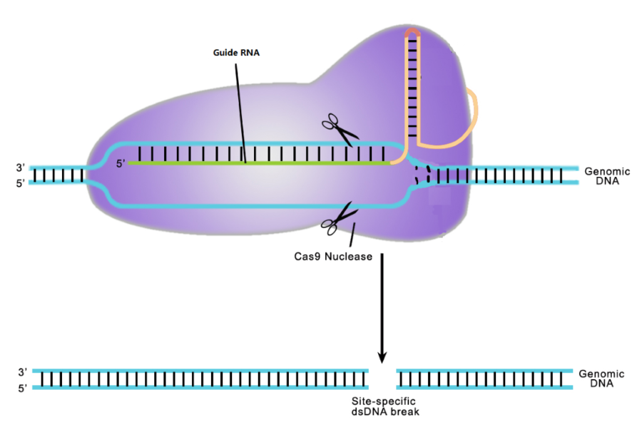 CRSPR/Cas9基因編輯技術(shù)