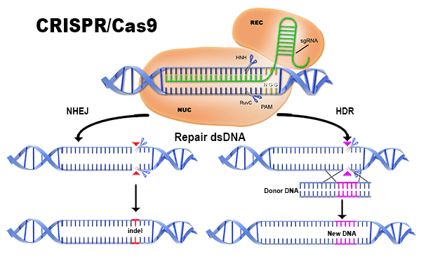 crispr.png