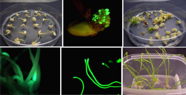 GFP陽(yáng)性的水稻愈傷組織