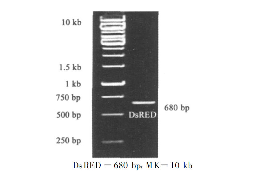 PGDR 載體上PCR DsRED 結果