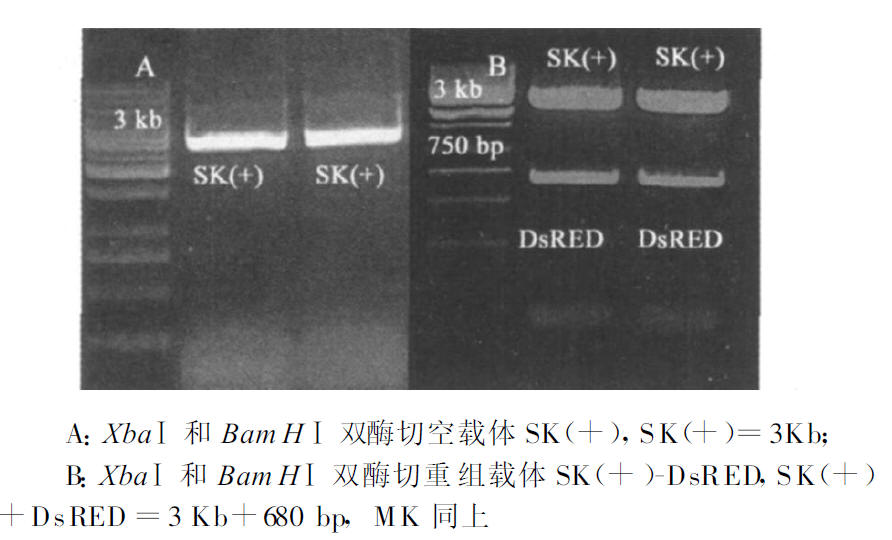 空載體酶切及重組載體SK(+)-DsRED 酶切鑒定