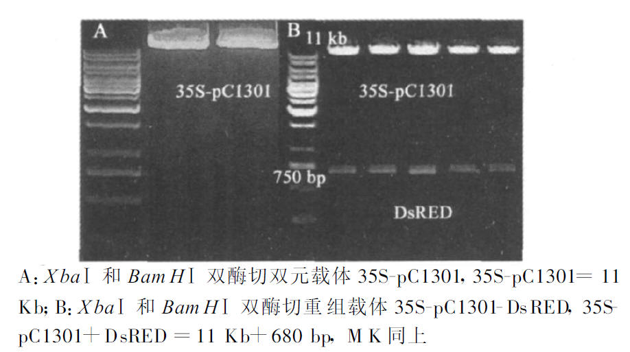 雙元載體35S-pC1301 酶切及重組載體