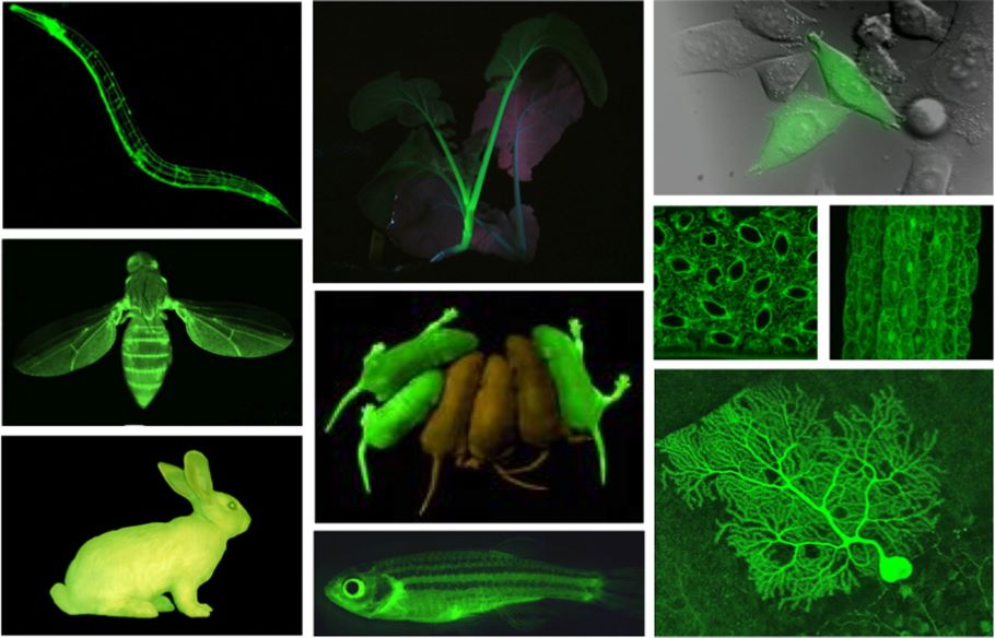 熒光蛋白在動植物體內的表達