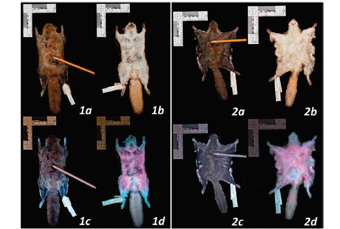 美洲飛鼠在紫外線燈下會(huì)變成亮眼的粉紅色