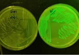 LUYOR-3415觀察菌落GFP的表達